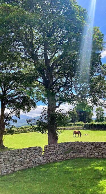 Stone Wall Cottage Castlewellan Esterno foto