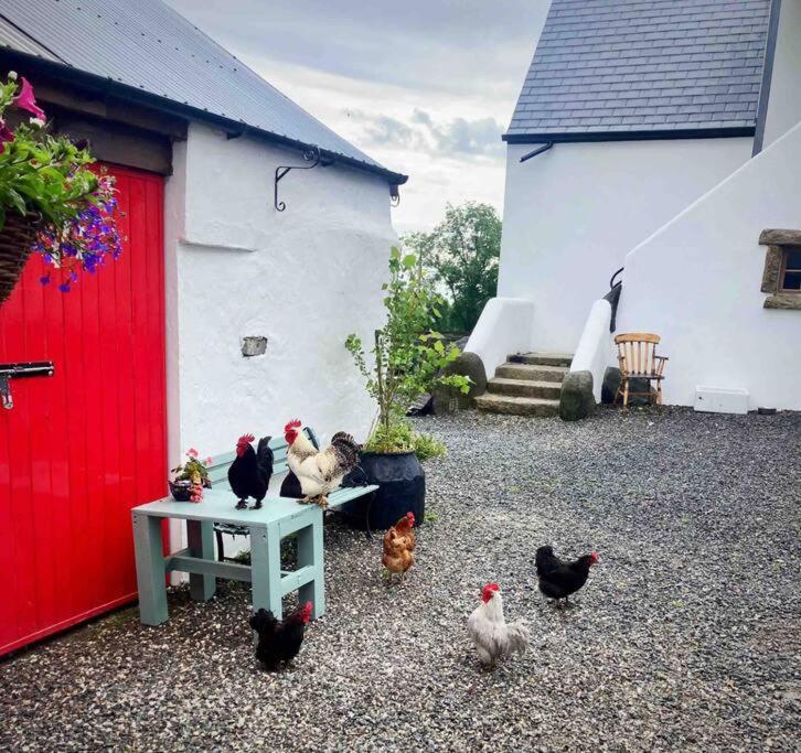 Stone Wall Cottage Castlewellan Esterno foto